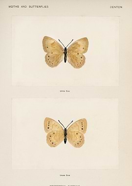 Moths and Butterflies: Neonympha Canthus