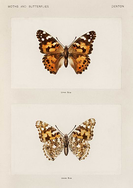 Moths and Butterflies Vintage Illustration