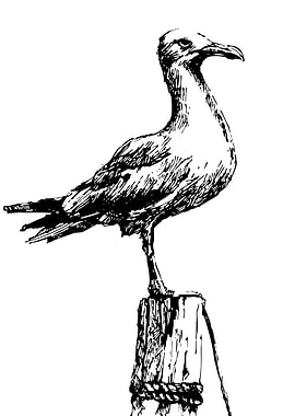 Seagull on Post Black and White