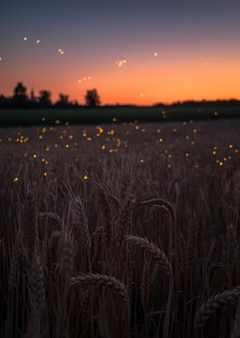 Wheat Field at Sunset with Fireflies