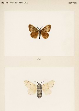 Moths and Butterflies Illustration