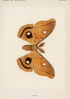 Moth Illustration - Denton Moths and Butterflies
