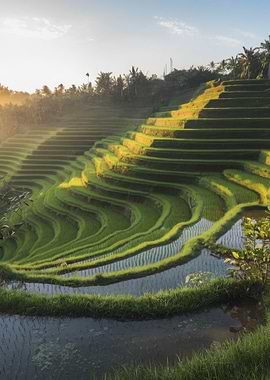 Rice Terraces at Sunrise
