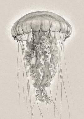 Jellyfish Pencil Drawing