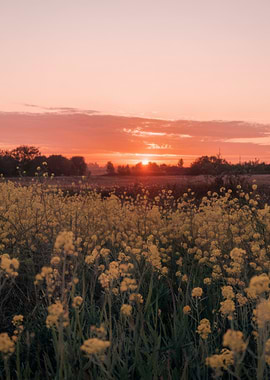 Sunset over a field of flowers