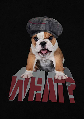 Bulldog Newsboy Hat WHAT?