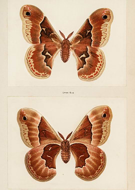 Two Brown Moth Illustrations