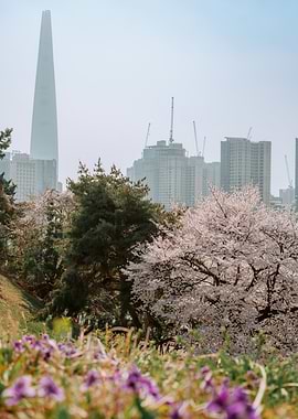 Seoul Skyline with Cherry Blossoms