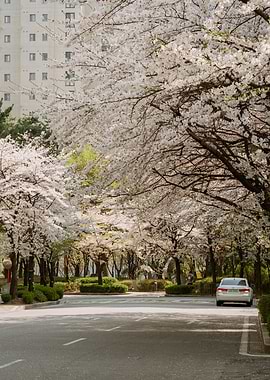 Cherry Blossom Road in Seoul, South Korea