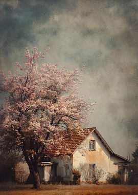 Blossom Tree by Old House