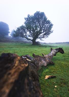 Foggy Landscape with Tree and Log