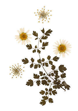 Pressed Flowers and Leaves Arrangement