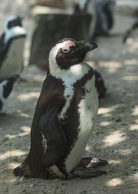 Judging Penguin Portrait