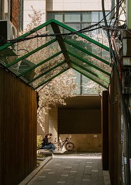 Urban Cherry Blossom Scene in Seoul, South Korea