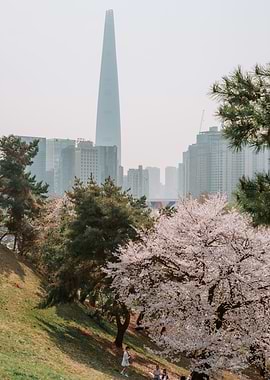 Lotte World Tower Cherry Blossoms in Seoul, South Korea
