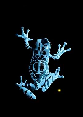 Blue Poison Dart Frog on Black