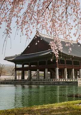 Korean Pavilion with Cherry Blossoms