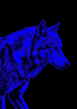 Blue Wolf Illustration on Black background