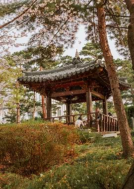 Cherry Blossom Storm in Seoul, South Korea