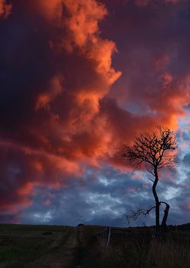 Fiery Sunset Over Lonely Tree