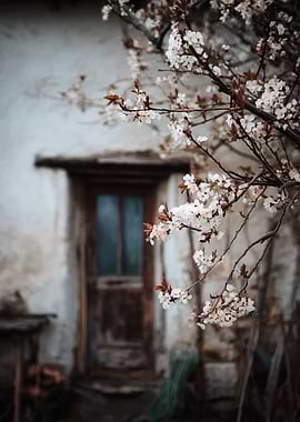 Blossoms by the Old Door
