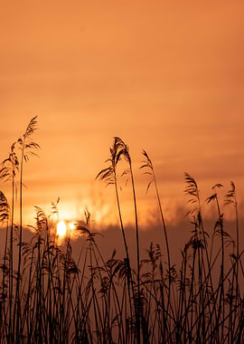 Sunset Through Tall Grass Silhouette
