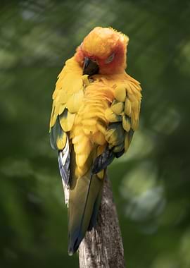 Sleeping Sun Conure Parrot Portrait