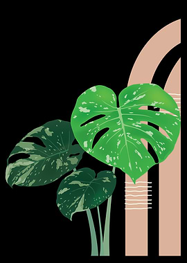 Monstera Plant with Abstract Background