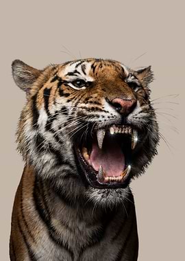 Tiger with Diamond Teeth