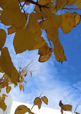 Autumn Leaves Against Blue Sky