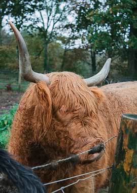 Highland Cow Portrait