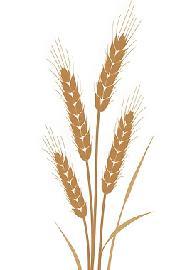 Wheat Stalks Illustration