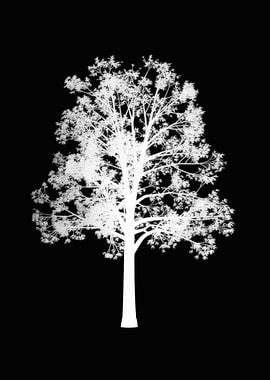 White Tree Silhouette on Black Background