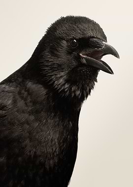 Close-up of a Black Crow