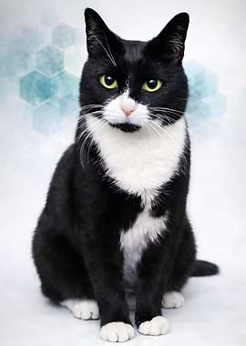 Tuxedo Cat Portrait
