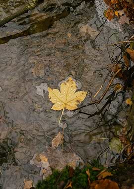 Autumn Leaf Floating in Stream