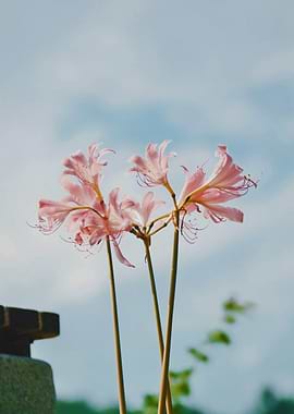 Pink Spider Lilies Against Sky