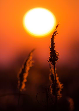 Sunset Reedbed Silhouette
