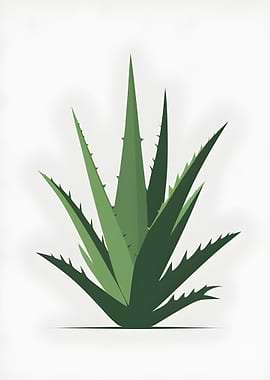 Aloe Vera Plant Illustration