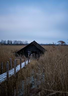 Cabin in the Reeds