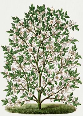 Flowering Tree Vintage Illustration