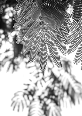 Black and White Mimosa Leaves