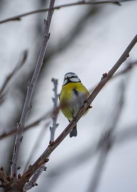 Eurasian Blue Tit on Branch