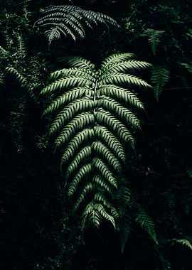 Ferns in Dark Green Forest