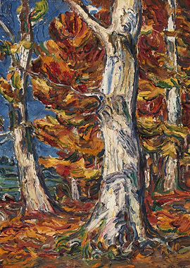 White Beeches in Fall