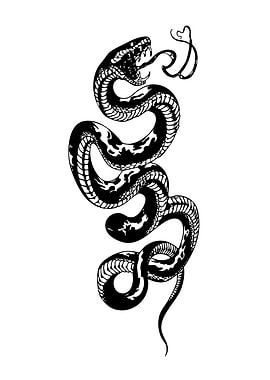 Coiled Snake Illustration
