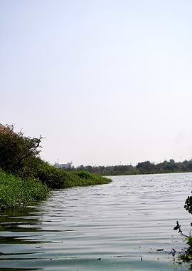 Calm Lake Edge With Vegetation and Distant Buildings