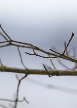 Water droplet on a tree branch