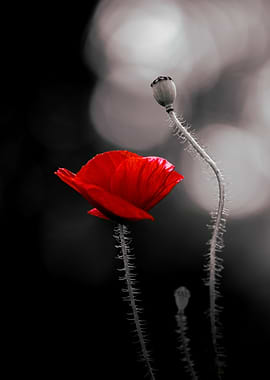 Red Poppy Flower