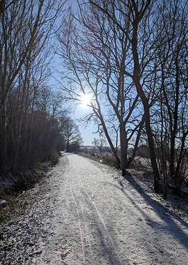 Snowy Path Through Bare Trees